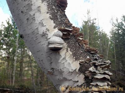 Как защититься от комаров в лесу без спецсредств