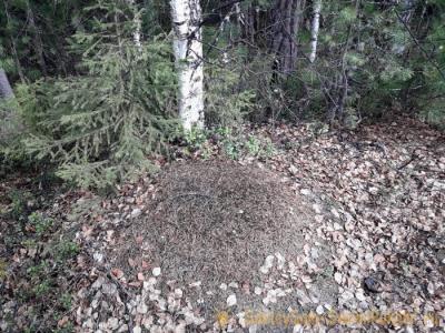 Как защититься от комаров в лесу без спецсредств