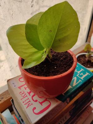 Камера OnePlus 7 Pro после обновления действительно снимает лучше. Сравнительные снимки