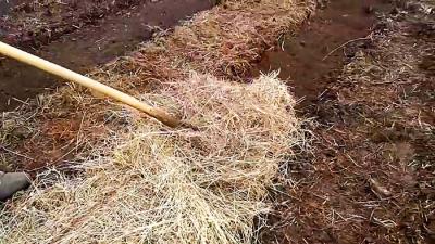 Посадка картофеля без лопаты