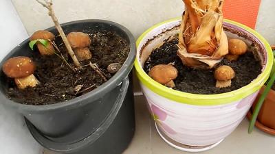 Как выращивать белые грибы на подоконнике