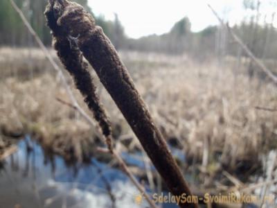 Как защититься от комаров в лесу без спецсредств