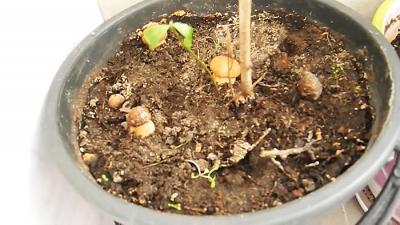 Как выращивать белые грибы на подоконнике