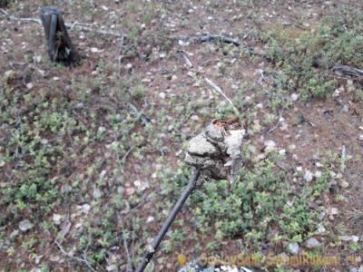 Как защититься от комаров в лесу без спецсредств