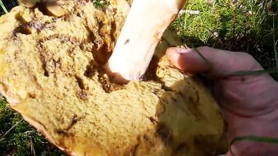 Как выращивать белые грибы на подоконнике