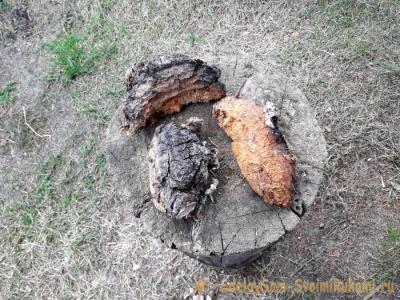 Как защититься от комаров в лесу без спецсредств