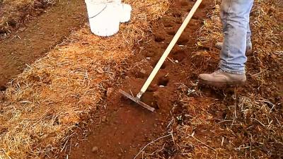 Посадка картофеля без лопаты