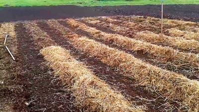 Посадка картофеля без лопаты