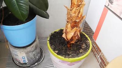 Как выращивать белые грибы на подоконнике