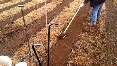 Посадка картофеля без лопаты