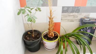 Как выращивать белые грибы на подоконнике