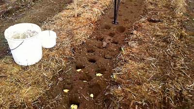 Посадка картофеля без лопаты