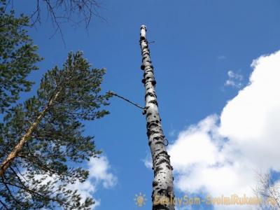 Как защититься от комаров в лесу без спецсредств