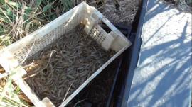 Жителей прибрежного района Краснодарского края привлекут к уголовной ответственности за браконьерство