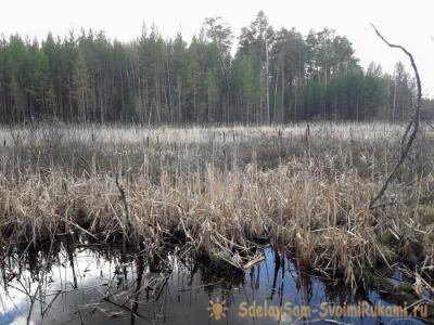 Как защититься от комаров в лесу без спецсредств