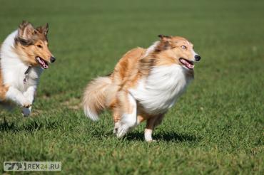 
                        Ученым наконец удалось выяснить, кто умнее: кошки или собаки
                    