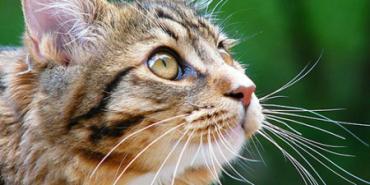 К чему снятся коты