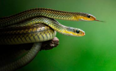 К чему снятся маленькие змеи