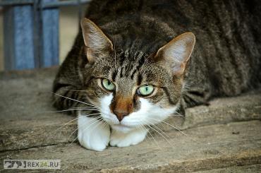 
                        Ученым наконец удалось выяснить, кто умнее: кошки или собаки
                    