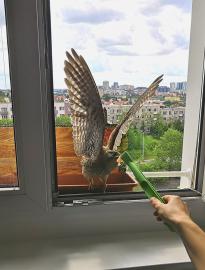 У соколов, живущих на окне в Праге, появились птенцы