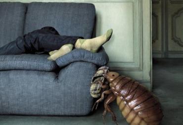 К чему снятся блохи: популярные толкования неприятного сновидения