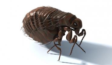 К чему снятся блохи: популярные толкования неприятного сновидения