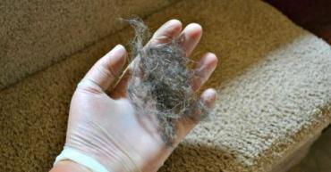 Как избавиться от шерсти кошки в квартире