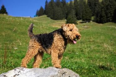 Топ-5 терьеров для людей-аллергиков