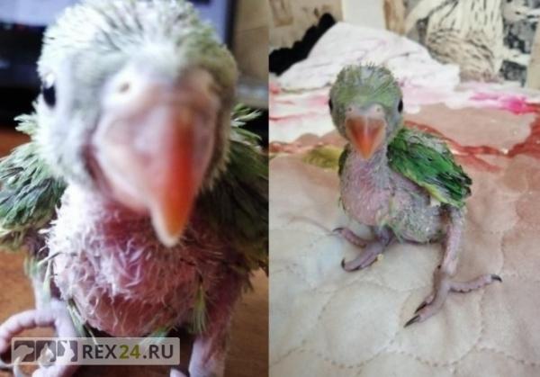 
                        Девушка заменила попугаям мать 
                    