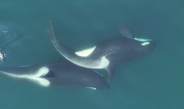 Косатки следят за гигиеной — и даже умеют изготавливать мочалки из водорослей