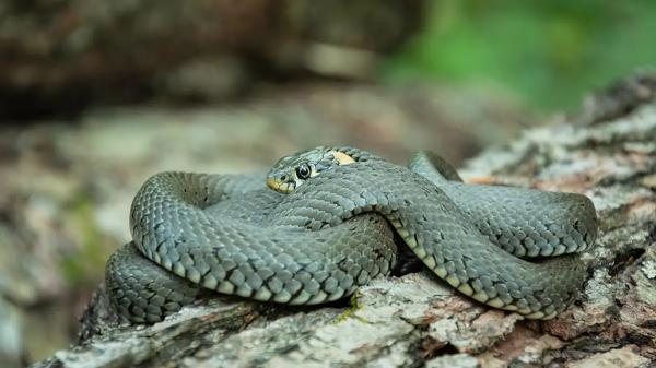 
                Первая помощь при укусах змей