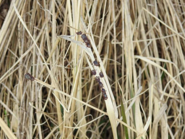 В Курской области с начала года от клещей пострадали 1186 человек