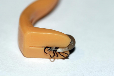 
		Не лейте на клеща масло! Как вытащить клеща в домашних условиях.  Клещи весной